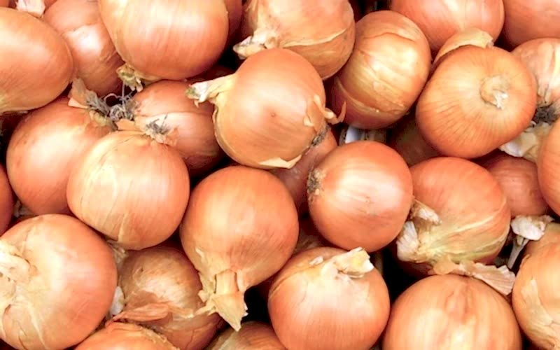 Лук репчатый