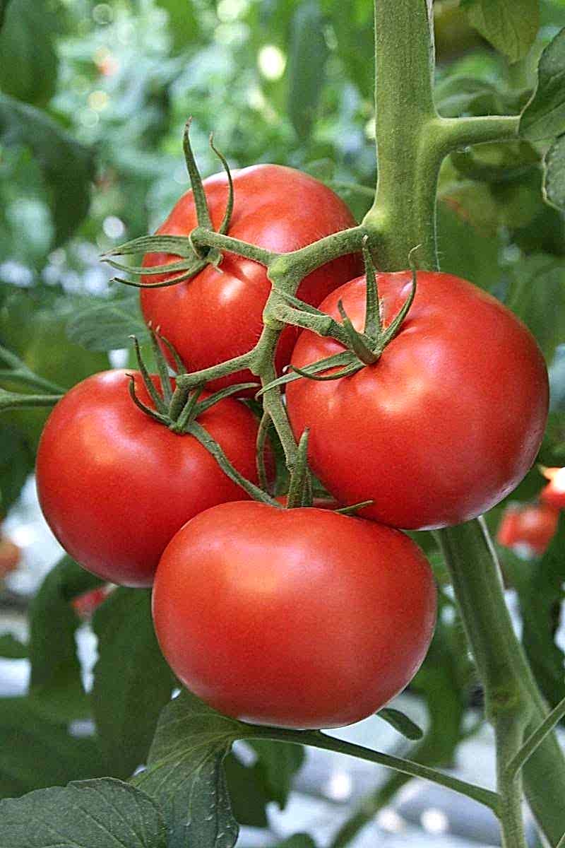 Томаты дагестанские